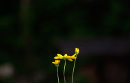 Fotografia de natureza de volta a Vouzela para o sexto Cinclus Fest