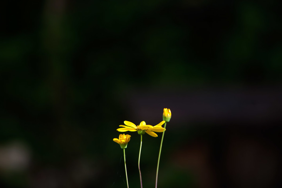 Fotografia de natureza de volta a Vouzela para o sexto Cinclus Fest