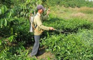 Produtores agrícolas podem continuar a usar pesticidas desde que frequentem formação até Maio