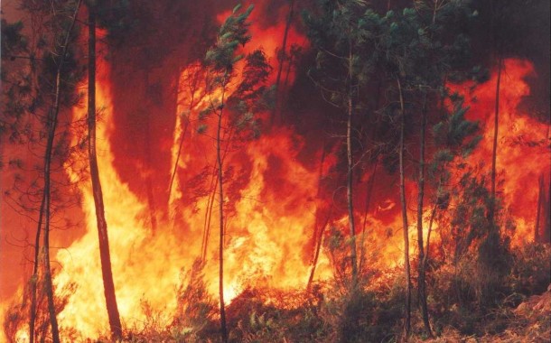 MP e defesa dizem que sexagenário detido a incendiar  mato em Vila Verde não é “perigoso”