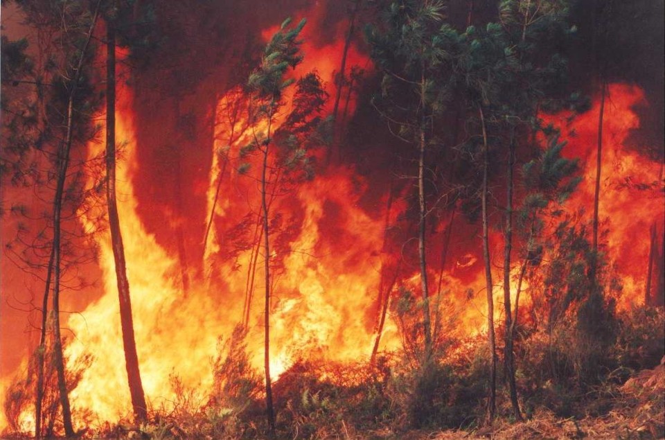MP e defesa dizem que sexagenário detido a incendiar  mato em Vila Verde não é “perigoso”
