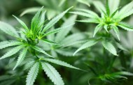 Governo australiano que legalização da canábis para fins terapêuticos