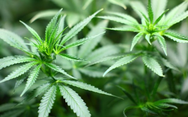 Governo australiano que legalização da canábis para fins terapêuticos