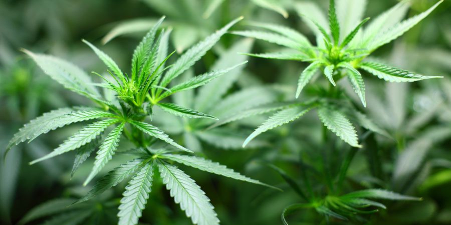 Governo australiano que legalização da canábis para fins terapêuticos