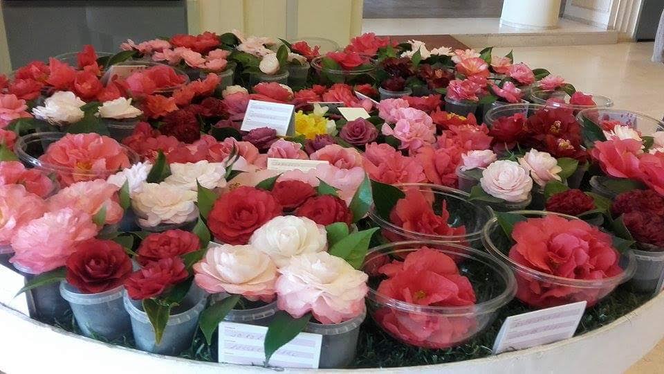 Jardins de Ponte de Lima mostram-se na Expolima e na Fundação Serralves