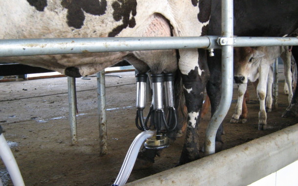 Governo anuncia ajuda de 30 a 40 euros por animal aos produtores de leite