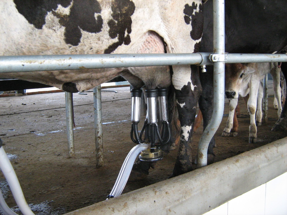 Governo anuncia ajuda de 30 a 40 euros por animal aos produtores de leite