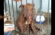 Crime de maus tratados a animais de companhia aumentam 37 por cento, revela GNR