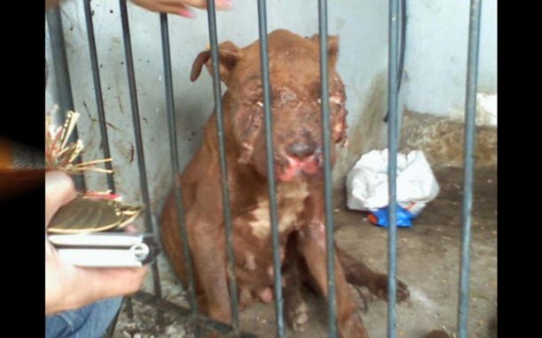 Crime de maus tratados a animais de companhia aumentam 37 por cento, revela GNR