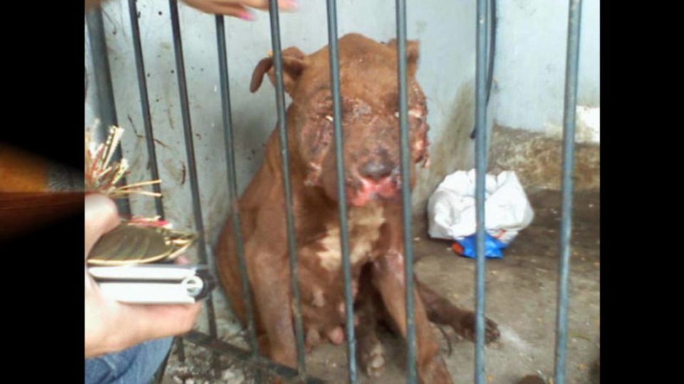Crime de maus tratados a animais de companhia aumentam 37 por cento, revela GNR