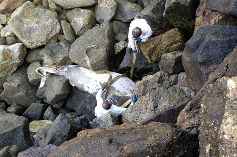 Cadáver de baleia removido em Viana do Castelo