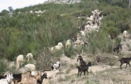 Urzais da Peneda-Gerês ganham prémio europeu de património cultural 'Nostra 2016'