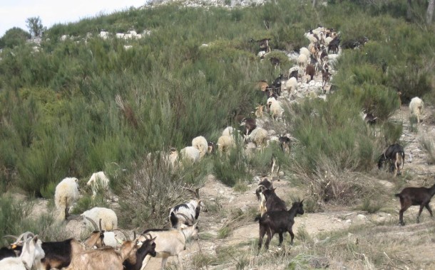 Urzais da Peneda-Gerês ganham prémio europeu de património cultural 'Nostra 2016'