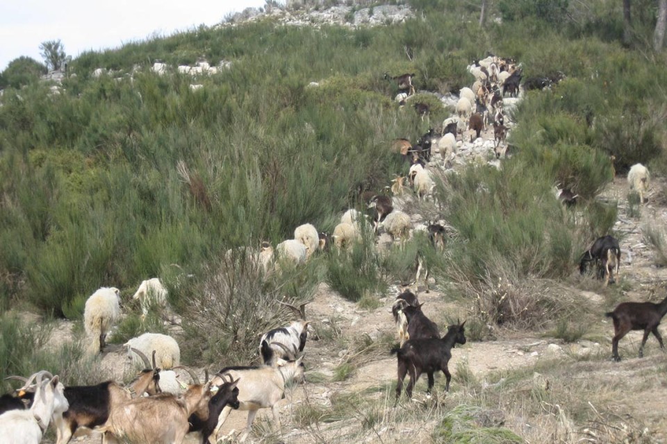 Urzais da Peneda-Gerês ganham prémio europeu de património cultural 'Nostra 2016'