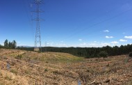 REN planta 21 mil carvalhos, pinheiros mansos e castanheiros nos distritos de Braga e Viana do Castelo