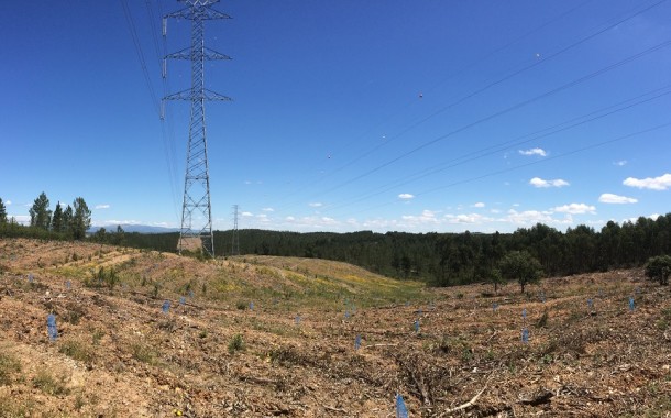 REN planta 21 mil carvalhos, pinheiros mansos e castanheiros nos distritos de Braga e Viana do Castelo