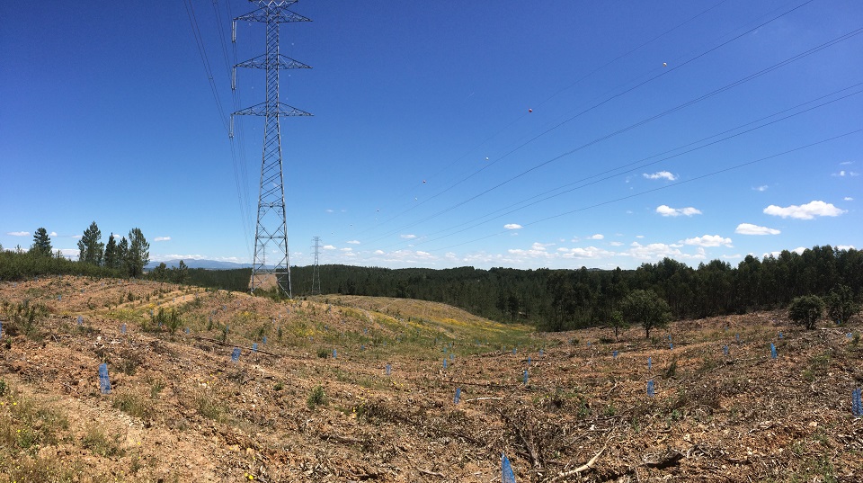 REN planta 21 mil carvalhos, pinheiros mansos e castanheiros nos distritos de Braga e Viana do Castelo