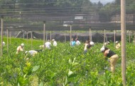 Vila Verde: António Vilela diz que produção de pequenos frutos “tem que ser impulsionada