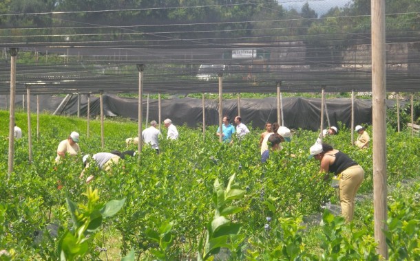 Vila Verde: António Vilela diz que produção de pequenos frutos “tem que ser impulsionada