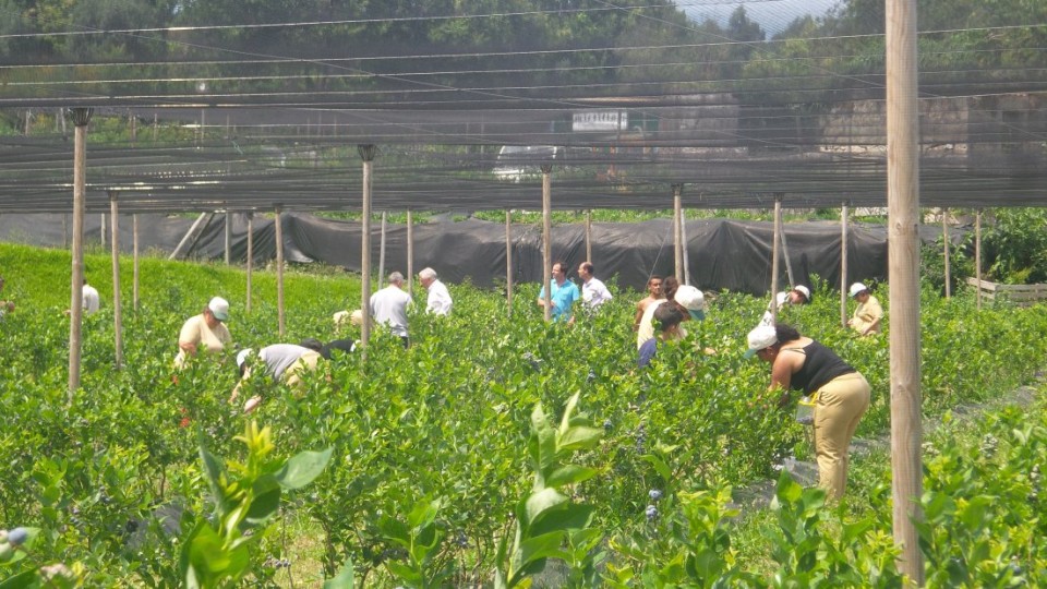 Vila Verde: António Vilela diz que produção de pequenos frutos “tem que ser impulsionada