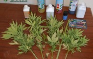 GNR de Barcelos detém jovem de 20 anos com cinco pés de cannabis