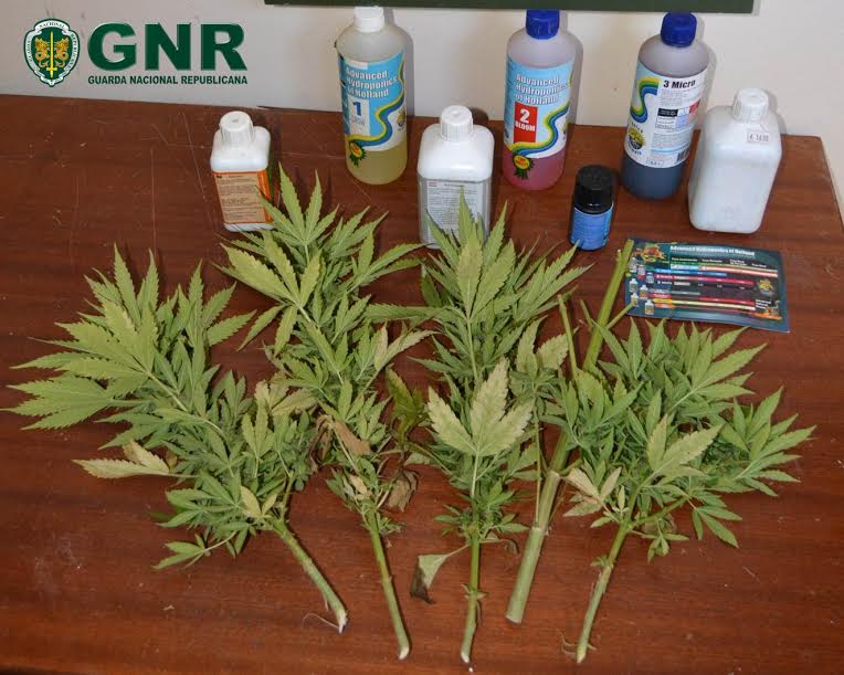 GNR de Barcelos detém jovem de 20 anos com cinco pés de cannabis