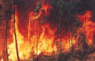 Os Verdes estão esta terça-feira em Braga com incêndios e política florestal na agenda