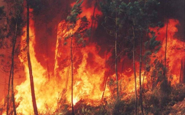Os Verdes estão esta terça-feira em Braga com incêndios e política florestal na agenda
