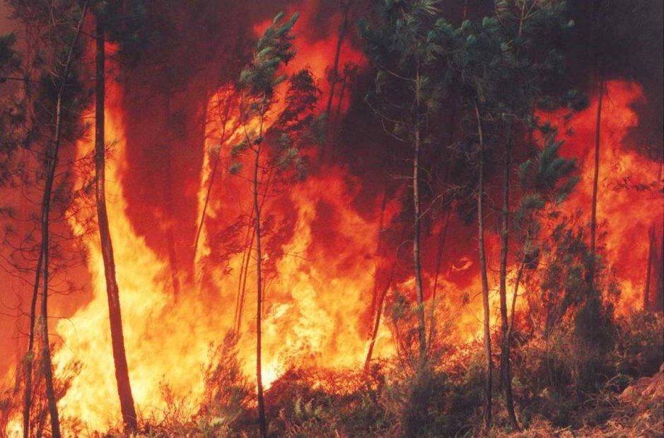 Os Verdes estão esta terça-feira em Braga com incêndios e política florestal na agenda