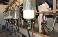 Produtores de leite vão receber mais 45 euros por vaca