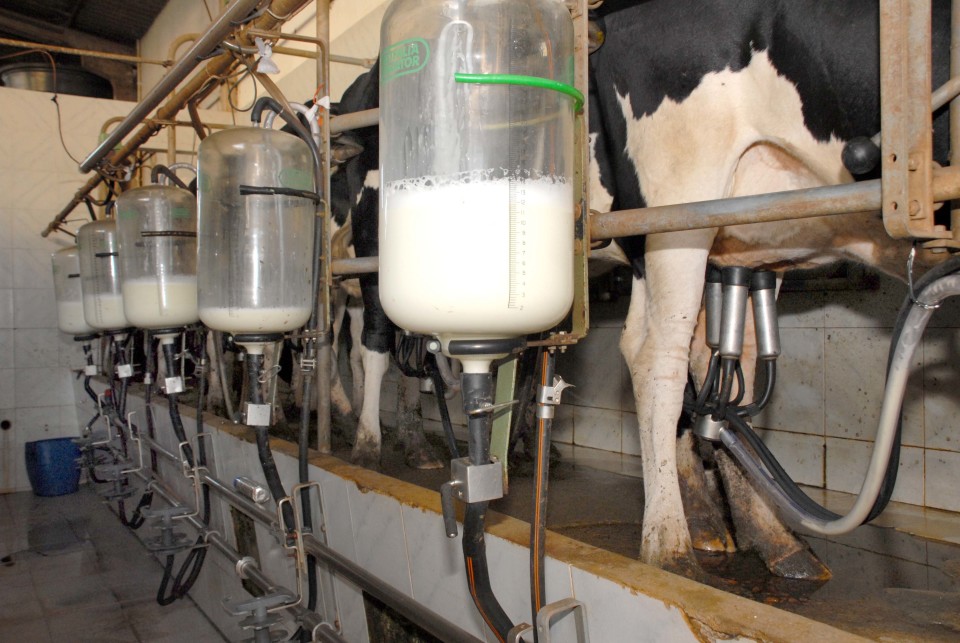 Produtores de leite vão receber mais 45 euros por vaca