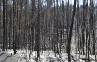 Fogos Florestais: PS de Vila Verde saúda apoio a agricultores decidido pelo governo e ataca António Vilela
