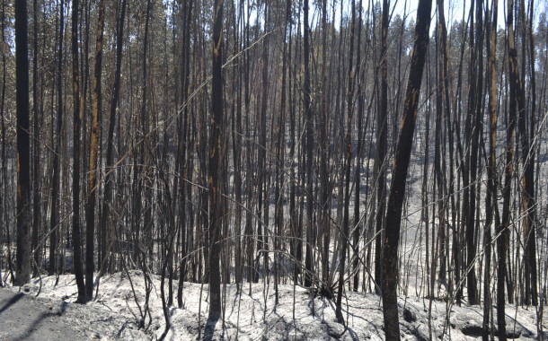 Fogos Florestais: PS de Vila Verde saúda apoio a agricultores decidido pelo governo e ataca António Vilela