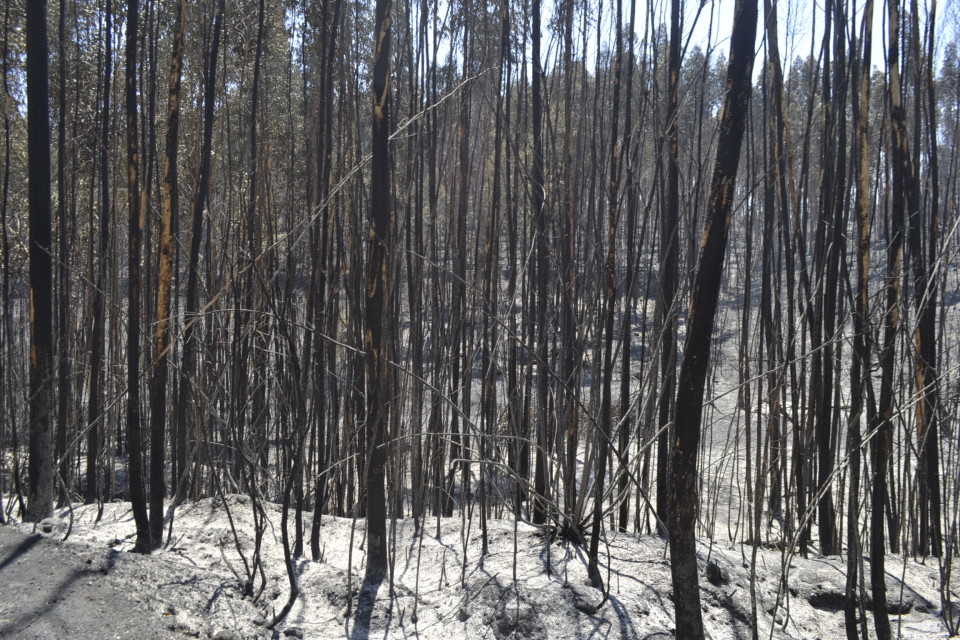 Fogos Florestais: PS de Vila Verde saúda apoio a agricultores decidido pelo governo e ataca António Vilela