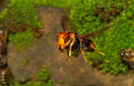 CIM Cávado entrega equipamento de combate à vespa asiática; primeira morte atribuída ao insecto ocorreu em Vila Verde