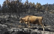 MAI já pagou candidaturas à Conta de Emergência para cobrir danos provocados pelos incêndios a criadores de gado