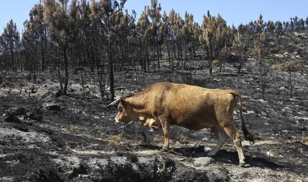 MAI já pagou candidaturas à Conta de Emergência para cobrir danos provocados pelos incêndios a criadores de gado