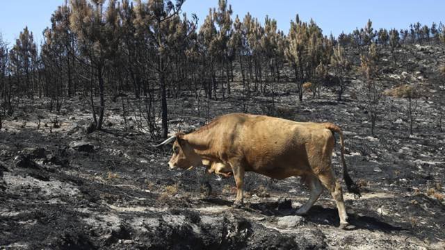 MAI já pagou candidaturas à Conta de Emergência para cobrir danos provocados pelos incêndios a criadores de gado