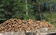 Terras de Bouro: Baldios de Vilar-a-Monte e madeireiro absolvidos em corte de pinheiros
