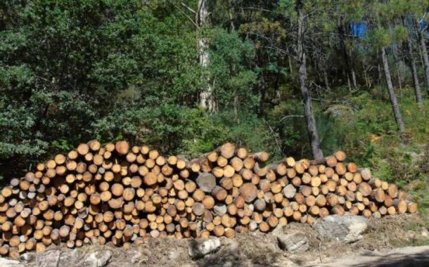 Terras de Bouro: Baldios de Vilar-a-Monte e madeireiro absolvidos em corte de pinheiros