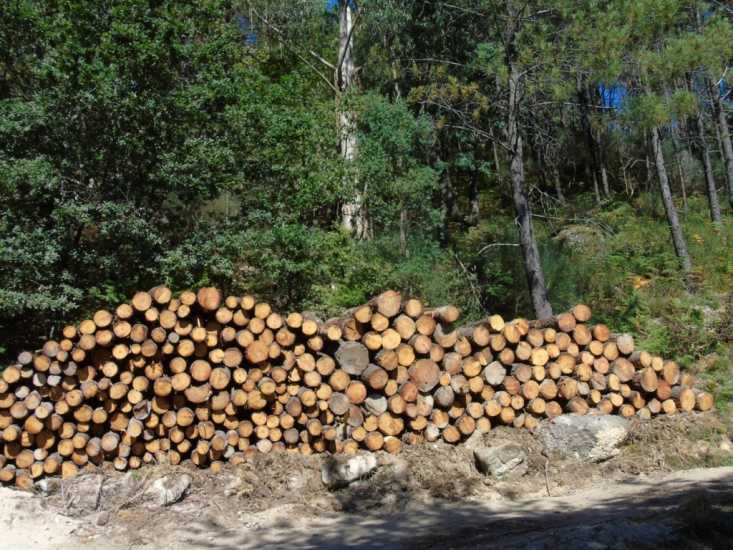 Terras de Bouro: Baldios de Vilar-a-Monte e madeireiro absolvidos em corte de pinheiros