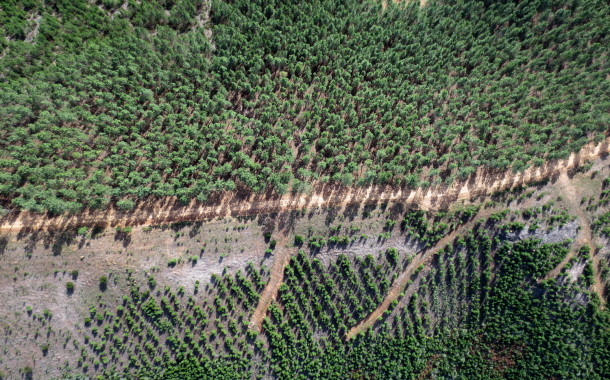 Pedro Soares (BE) quer ordenamento e gestão comum da floresta