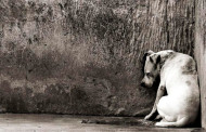Braga no top 5 de maus-tratos a animais de companhia