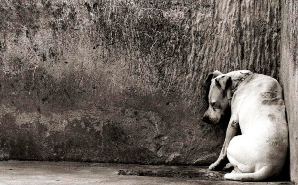 Braga no top 5 de maus-tratos a animais de companhia