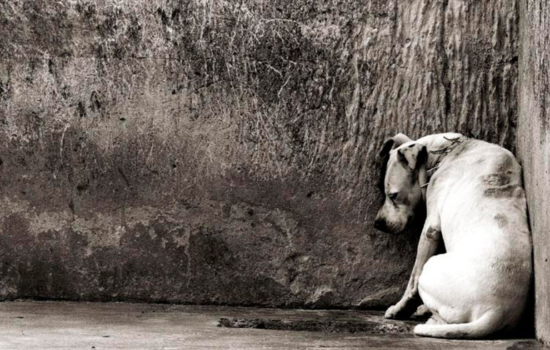 Braga no top 5 de maus-tratos a animais de companhia