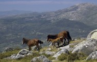 PCP quer um director exclusivo para o Parque Nacional da Peneda-Gerês
