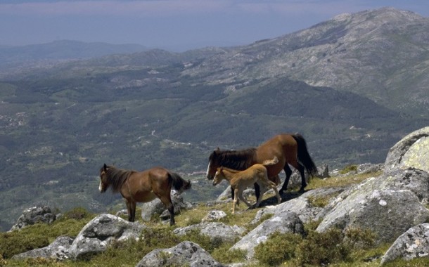 PCP quer um director exclusivo para o Parque Nacional da Peneda-Gerês