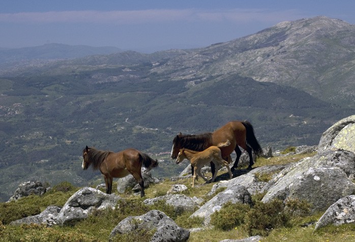 PCP quer um director exclusivo para o Parque Nacional da Peneda-Gerês