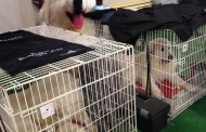 Parque de Exposições de Braga recebe este fim-de-semana 4.ª edição da Expo Animal