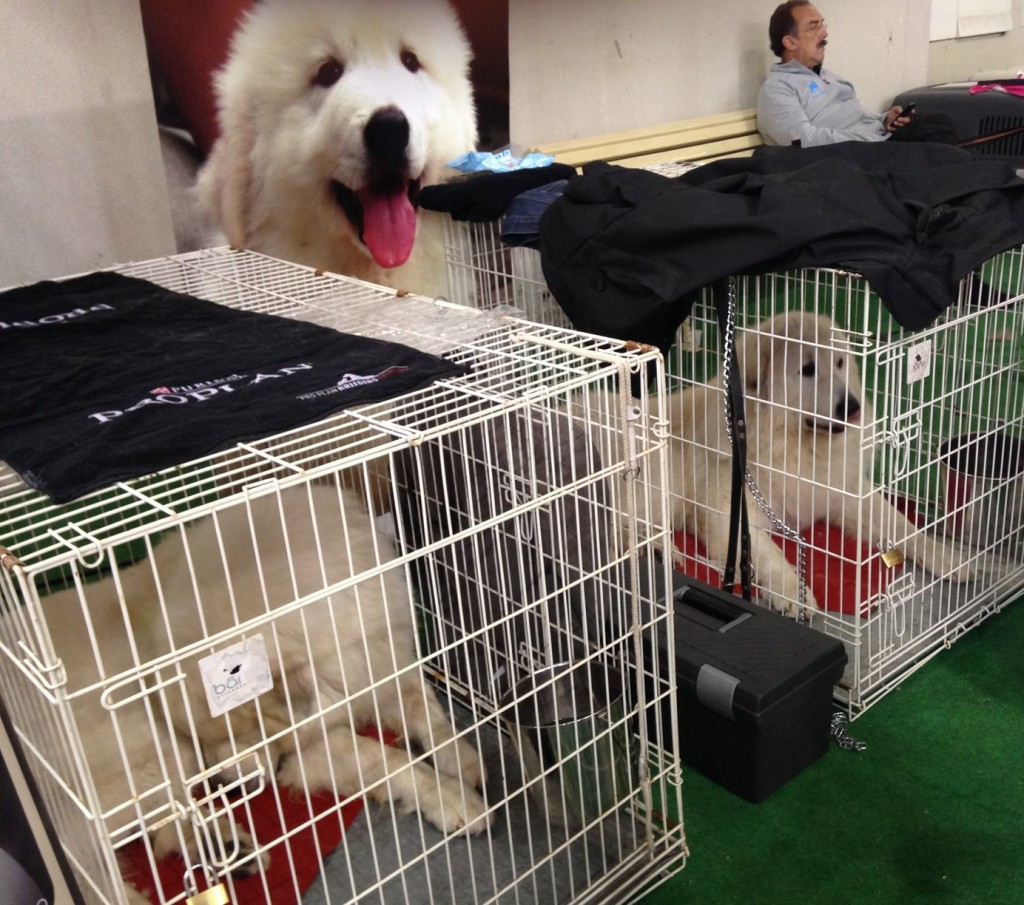 Parque de Exposições de Braga recebe este fim-de-semana 4.ª edição da Expo Animal